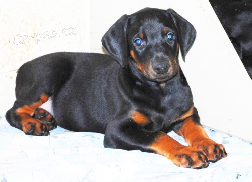 Dobrman �t��ata s PP  prod�m