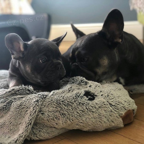 Francouzsk� buldo�ek �t��ata k dispozici pro adopci
