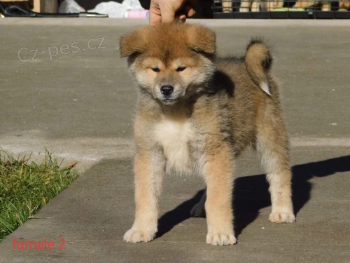 Japanese akita puppies Japanese akita puppies