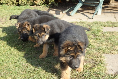 Štěňata NO s PP již budou k odběru Štěňata NO s PP již budou k odběru