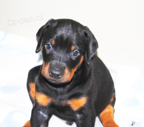 Dobrman �t��ata s rodokmenem z CHS HP prod�m