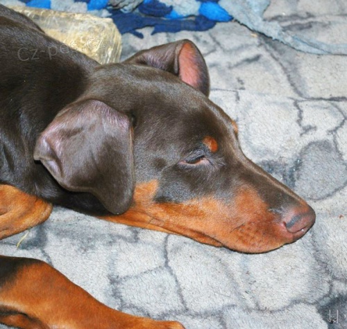 Dobrman �t��ata s PP  prod�m