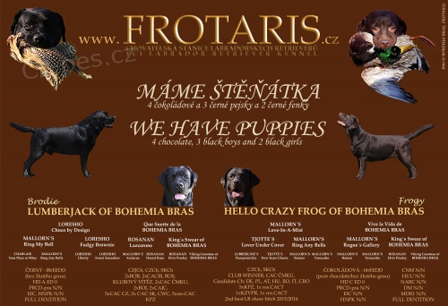 Labrador s PP Labrador s PP