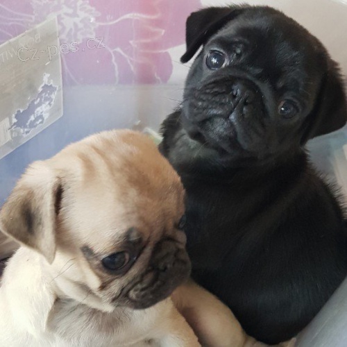 Kouzelné mopslíci Kouzelné mopslíci