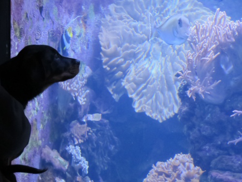 �kolka pro �t��ata  v�cvik v�chova Obedience poradenstv�