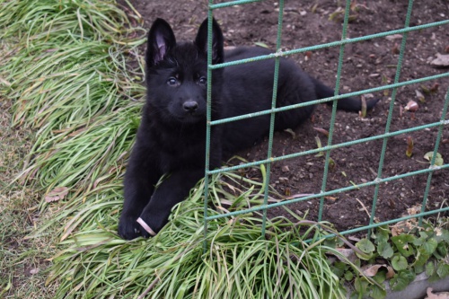 Prodám štěňata Německého Ovčáka - fenky Prodám štěňata Německého Ovčáka - fenky