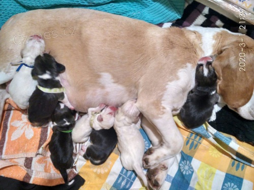 Bígl - štěňátka Bígl - štěňátka