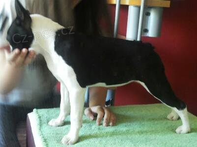 �t��ata Bostonsk�ho teri�ra