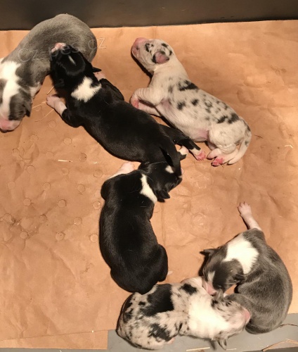 �t��ata Border Collie