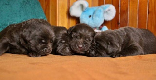 �okol�dov� pejsek