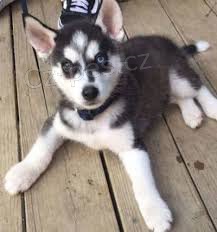 nyní k dispozici.Krásná a hravá štěňata syberský husky . nyní k dispozici.Krásná a hravá štěňata syberský husky .