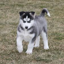 nyní k dispozici.Krásná a hravá štěňata syberský husky jsou k dispozici k adopci. Tato štěňata jsou nyní k dispozici a hledají nový domov. nyní k dispozici.Krásná a hravá štěňata syberský husky jsou k dispozici k adopci. Tato štěňata jsou nyní k dispozici a hledají nový domov.