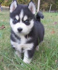 nyní k dispozici.Krásná a hravá štěňata syberský husky jsou k dispozici k adopci. Tato štěňata jsou nyní k dispozici a hledají nový domov. nyní k dispozici.Krásná a hravá štěňata syberský husky jsou k dispozici k adopci. Tato štěňata jsou nyní k dispozici a hledají nový domov.