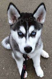 nyní k dispozici.Krásná a hravá štěňata syberský husky jsou k dispozici k adopci. Tato štěňata jsou nyní k dispozici a hledají nový domov. nyní k dispozici.Krásná a hravá štěňata syberský husky jsou k dispozici k adopci. Tato štěňata jsou nyní k dispozici a hledají nový domov.