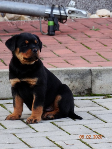 Prod�m �t�n� rotvajlera s PP