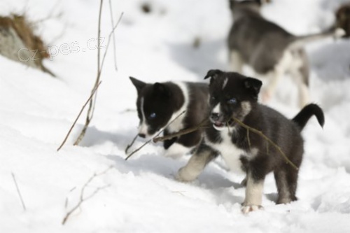 Sibiřský Husky - originál štěňátka s PP Sibiřský Husky - originál štěňátka s PP