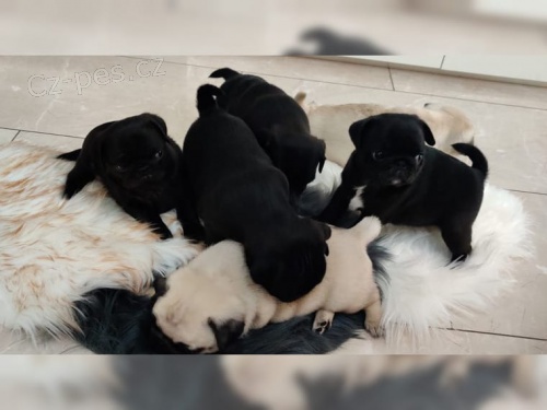 Mops štenata cistokrevné    Mops štenata cistokrevné