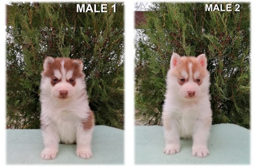 Sibi�sk� husky �t��ata