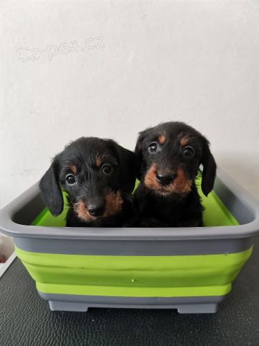 Jezev��k hrubosrst� trpasli��/kr�li��