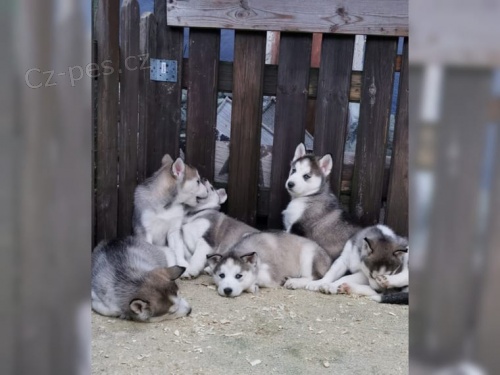 Štěňátka sibiřského husky Štěňátka sibiřského husky