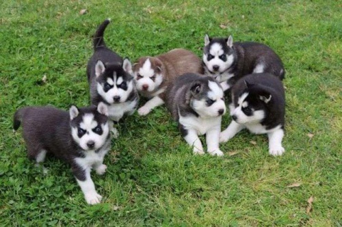 Typick domov vychovv Sibisk husky.