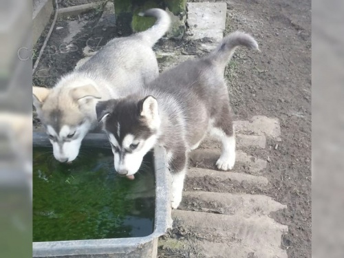 Sibisk Husky roku 2020 s papry VDH / DCNH od renomovanho chovu !!