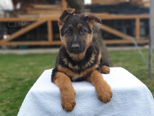 Štěňata německého ovčáka Štěňata německého ovčáka