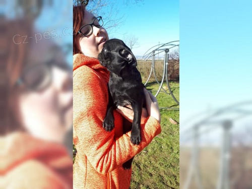 Mops štěňata Mops štěňata