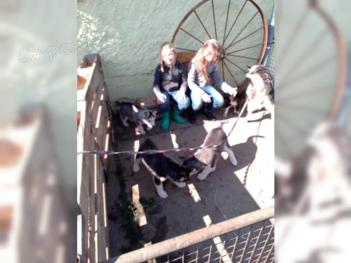 Krásná husky štěňata s PP-VDH,FCI Krásná husky štěňata s PP-VDH,FCI