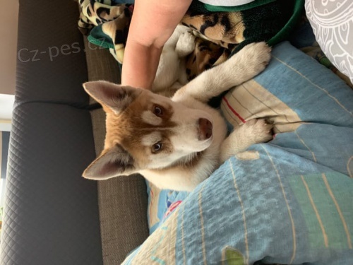 Cistokrevn� Sibi�sk�ho husky �ten�tka