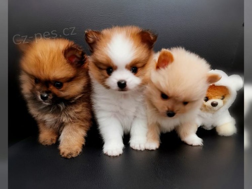 Německý špic / Poms štěňata    Německý špic / Poms štěňata