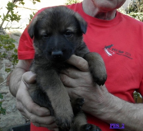 Štěňata německého ovčáka s PP Štěňata německého ovčáka s PP
