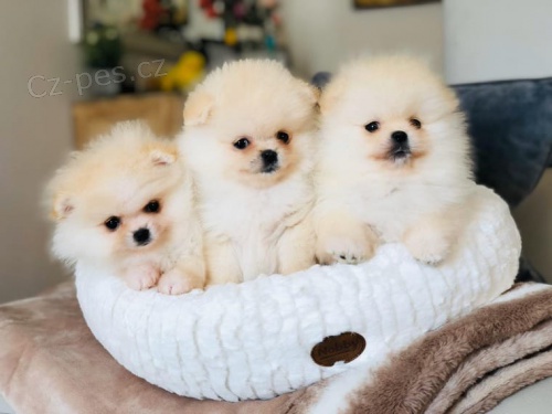 �t��ata �pic�