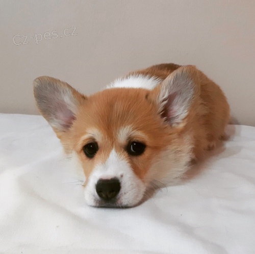 Welsh Pembroke Corgi �t��ata