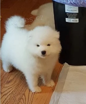 2 Samojed �t��ata