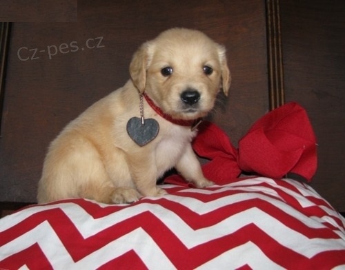 Okouzluj�c� �t��ata zlat�ho retr�vra KC