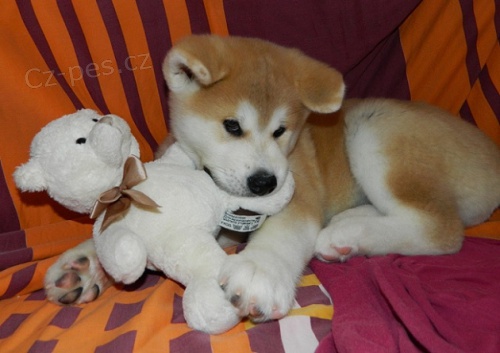Pipety Akita Inu  Pipety Akita Inu