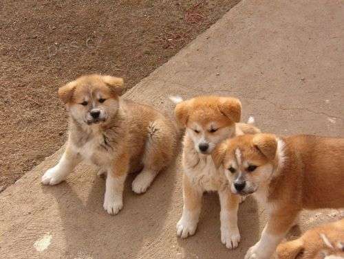 Akita inu Akita inu