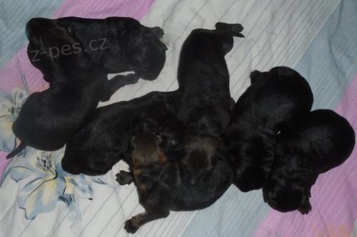 Německý ovčák Německý ovčák