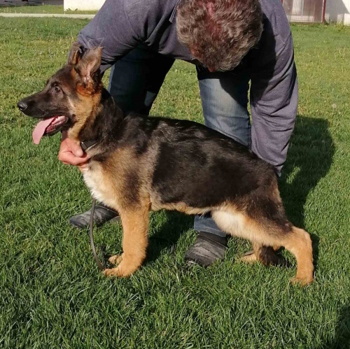 Štěňata německého ovčáka Štěňata německého ovčáka