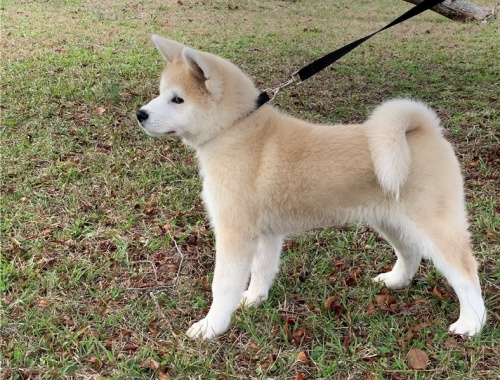 štěňata akita (k dispozici) štěňata akita (k dispozici)