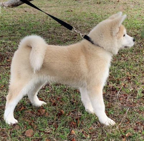 štěňata akita (k dispozici) štěňata akita (k dispozici)