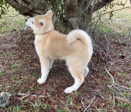 štěňata akita (k dispozici) štěňata akita (k dispozici)
