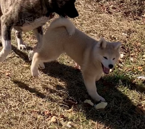 štěňata akita (k dispozici) štěňata akita (k dispozici)