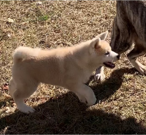 štěňata akita (k dispozici) štěňata akita (k dispozici)