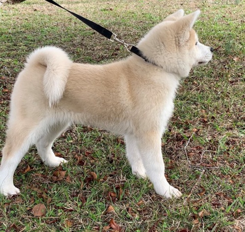 štěňata akita (k dispozici) štěňata akita (k dispozici)