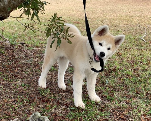 štěňata akita (k dispozici) štěňata akita (k dispozici)