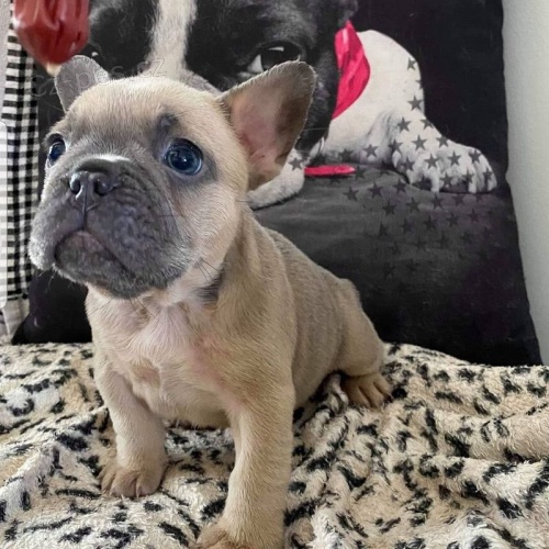 Francouzsk� buldok �t��ata