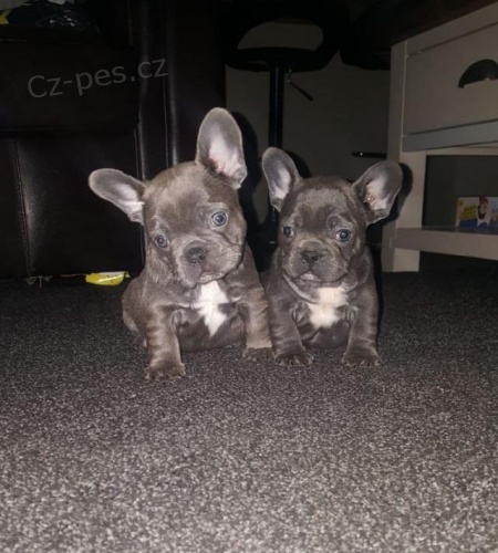 �t��ata francouzsk�ho buldo�ka