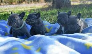 Miluj�c� �t��ata francouzsk�ho buldo�ka